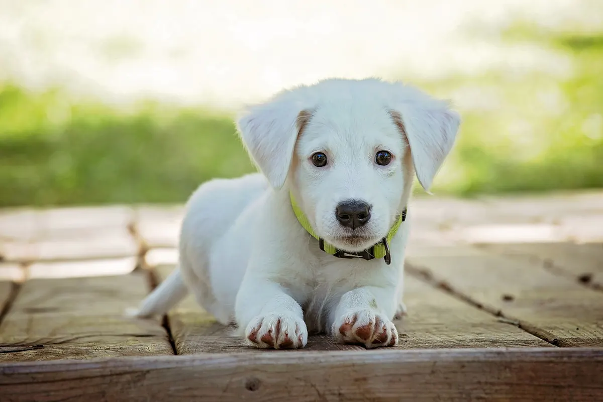 White Labrador puppy lying on a wooden deck