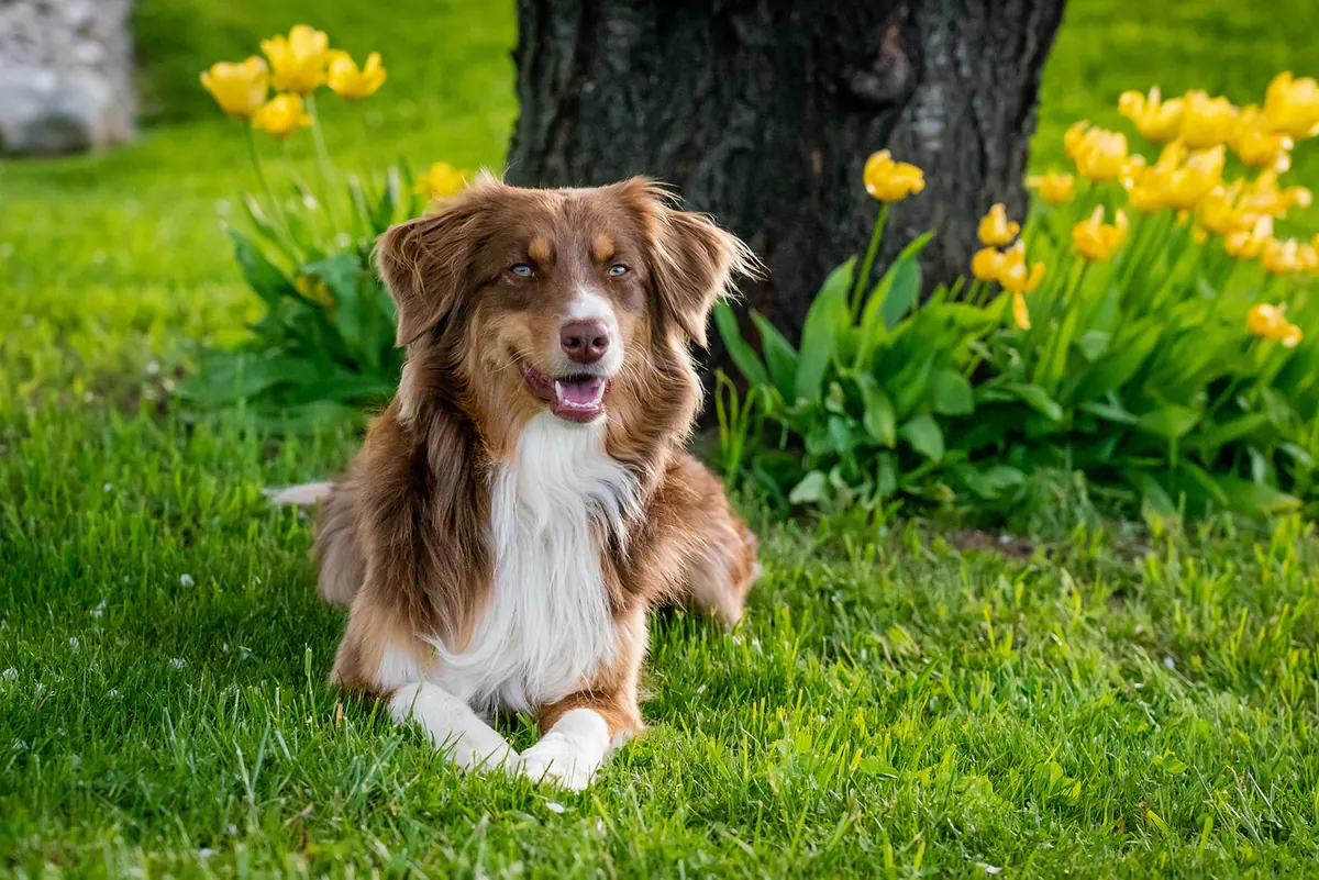 Australian Shepherd sitting on the grass beside yellow flowers