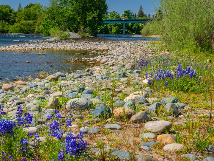 The American River at Rancho Cordova