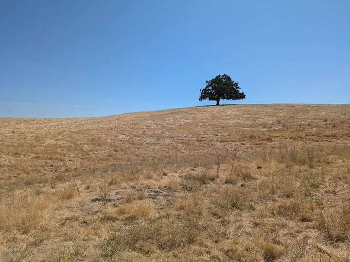 Summer grass at Contra Loma, Antioch
