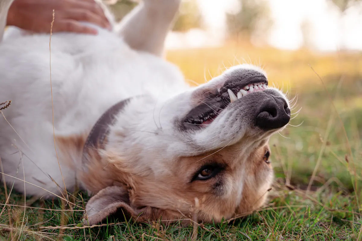Happy dog rolling on its back in the grass