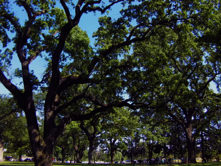 The oaks at Elk Grove Regional Park