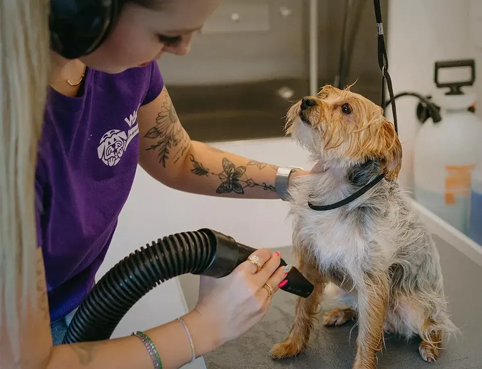 A groomer in the purple Wow My Dog shirt blow-drying a Yorkie inside the van