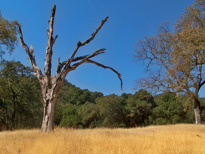Pleasanton Ridge