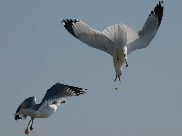 Gulls at the San Leandro Marina