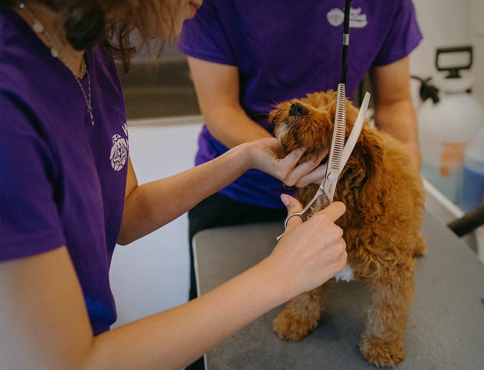 Wow! My Dog - Mobile Grooming